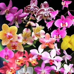 Пазл: Мир орхидей