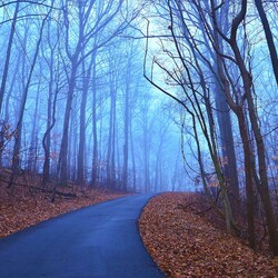 Пазл: Дорога в темный лес
