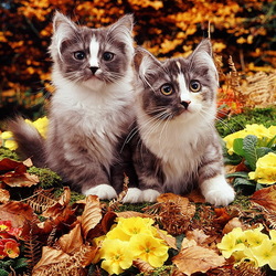 Пазл: Осенние котята