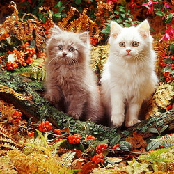 Пазл: Осенние котята