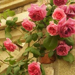 Пазл: Розы у дома