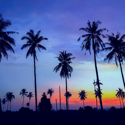 Пазл: Пальмы