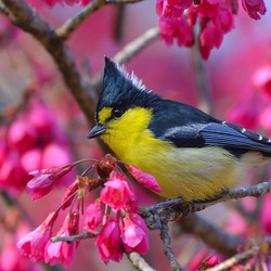 Пазл: Синица