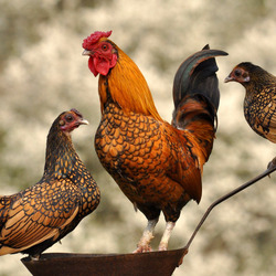 Пазл: Петушок и курочки