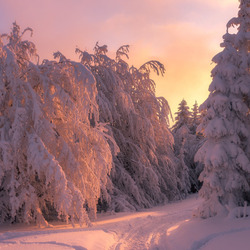 Пазл: Ели на закате