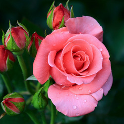 Пазл: Розовая роза
