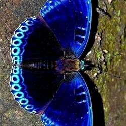 Пазл: Бабочка