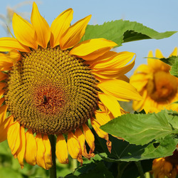 Пазл: Цветок солнышко