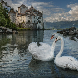 Пазл: Пара лебедей