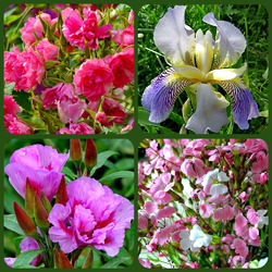 Пазл: Летние красуются цветы