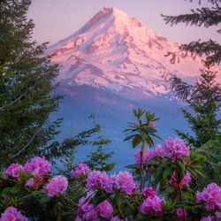Пазл: Цветы и горы
