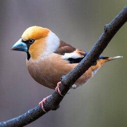 Пазл: Дубонос