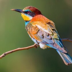 Пазл: Золотистая щурка