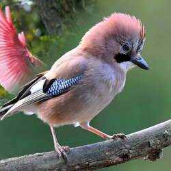 Пазл: Сойка пересмешница