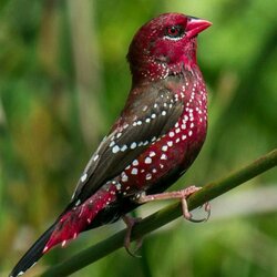 Пазл: Тигровый астрильд