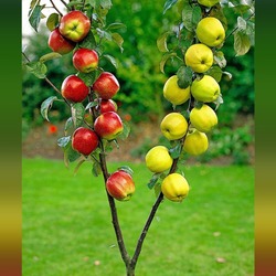 Пазл: Яблонька