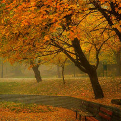 Пазл: Осенний парк