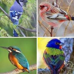 Пазл: Красивые птицы