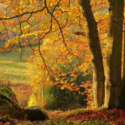 Пазл: Осеннее дерево