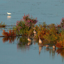 Пазл: Астраханский заповедник