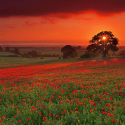 Пазл: Красное поле и красный закат