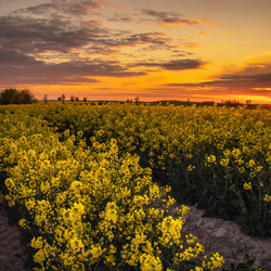 Пазл: Рапсовое поле