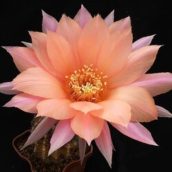 Пазл: Цветок кактуса