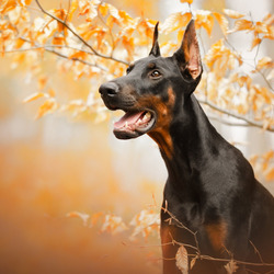 Пазл: Доберман