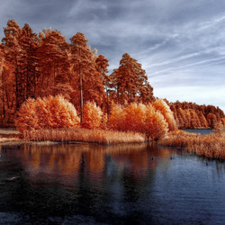 Пазл: Золотые деревья у водоема