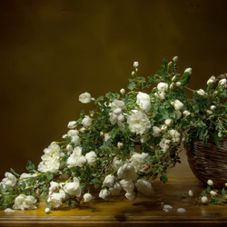 Пазл: Белый шиповник