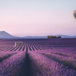 Пазл: Лавандовое поле