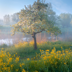 Пазл: Белых  яблонь дым