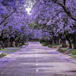 Пазл: Необычные деревья