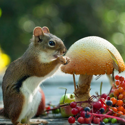 Пазл: Белкины подарки