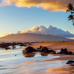 Пазл: Пальмы на берегу