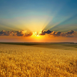 Пазл: Закат в пшеничном поле