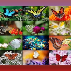 Пазл: Бабочки