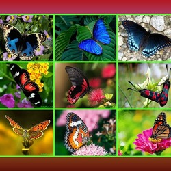Пазл: Бабочки