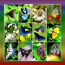 Пазл: Бабочки