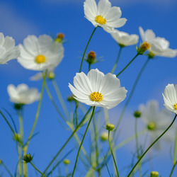 Пазл: Белая космея