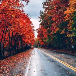 Пазл: Осенняя дорога
