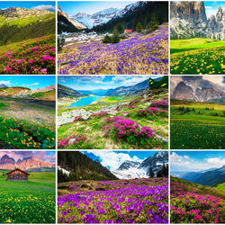 Пазл: Цветы в горах