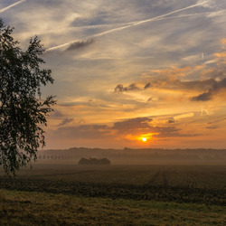 Пазл: Одинокая береза