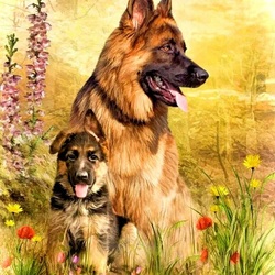 Пазл: Овчарки