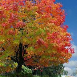 Пазл: Нарядила осень дерево