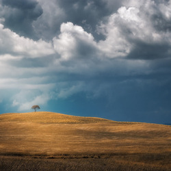 Пазл: Дерево в поле