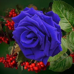 Пазл: Роза синяя