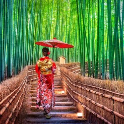 Пазл: Бамбуковый лес