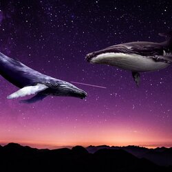 Пазл: Ночь, звезды, киты