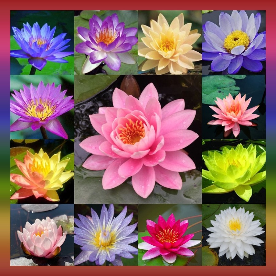 Пазл «Водяные лилии» из 484 элементов | Собрать онлайн пазл №246026